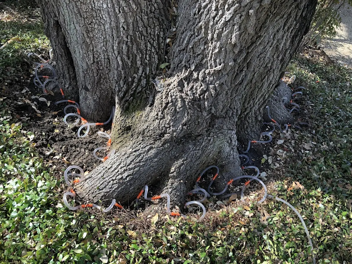 Detailed Tree Cabling and Bracing job site in Park Valley