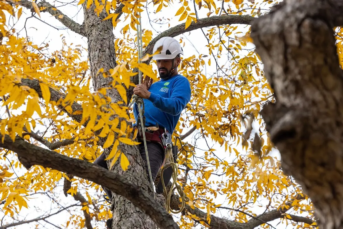 Skilled Storm Damage Cleanup crew working in Park Valley
