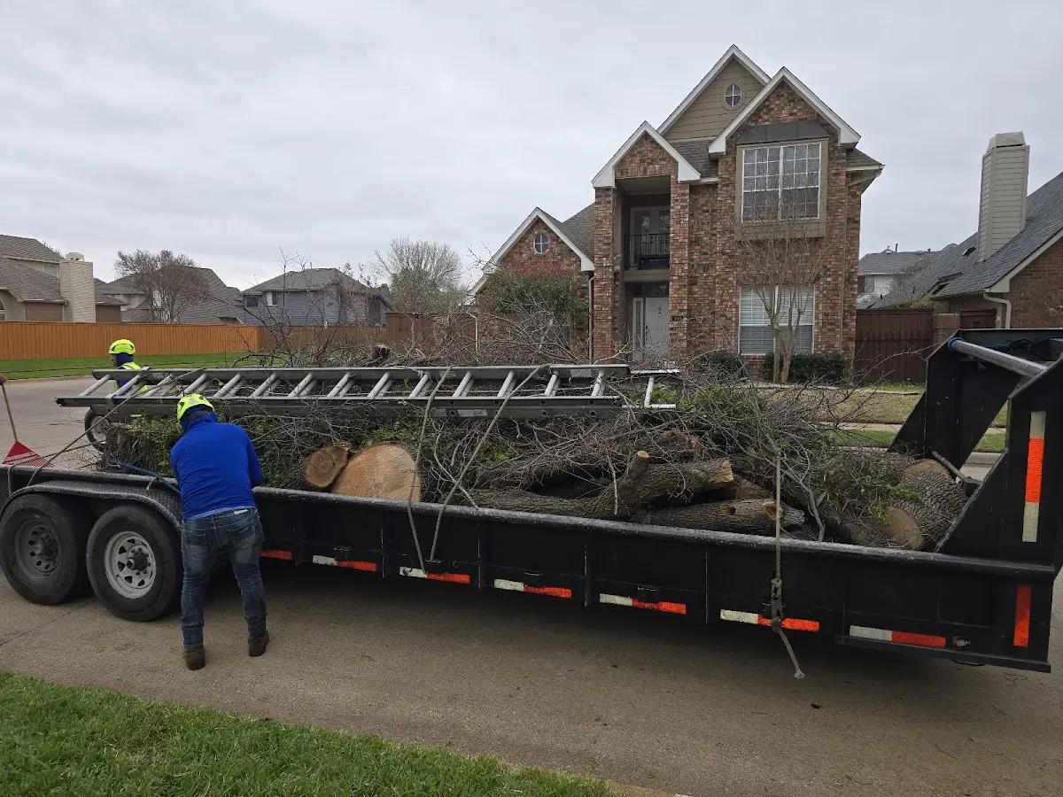 Expert Crown Reduction with proper safety equipment in Park Valley